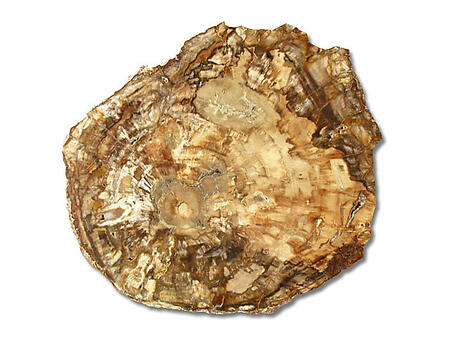 12-14 Petrified Wood Slices - AA Quality