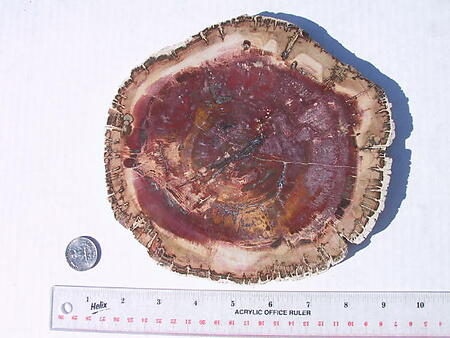 Petrified Wood Slices (7-8