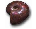 Whole Polished Ammonite with Iridescence, 3-5cm