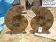 55cm Ammonite Pair