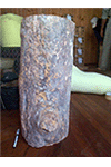 Petrified Wood Pedestal 105.4 Kg