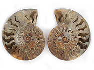 Ammonites Cut and Polished 7-8 inch - Pairs - AAA Quality