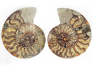 Ammonites Cut and Polished 6-7 inch - Pairs - AAA Quality