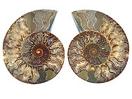 Ammonites Cut and Polished 8-10inch - Pairs - AAA Quality