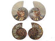 Ammonites Cut and Polished 6-10 inch - Pairs - AA Quality