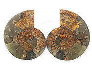 Ammonite Pairs 5-6