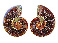 Ammonite Cut & Polished Pairs, 7-9cm - AAA Quality
