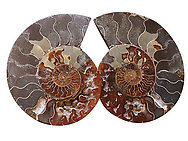 Ammonite Cut & Polished Pairs, 7-9cm - AA Quality