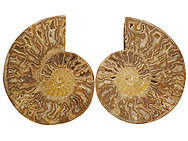 Ammonites Cut and Polished with Sutures (10-12 inch) AA Quality