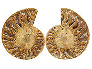 Ammonites Cut and Polished with Sutures (10-12 inch) AAA Quality