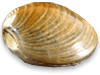 Fossil Bivalves