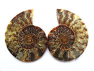 Ammonite Cut & Polished Pairs, 9-11cm AAA Quality