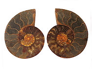 Ammonite Pairs 4-5