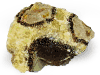 Septarian Rough - 5 LB Lot