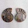 Ammonite Cut & Polished Pairs, 13-15cm - AAA Quality