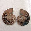 Ammonite Cut & Polished Pairs, 13-15cm - AA Quality