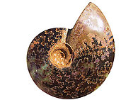 Whole Polished Ammonites with Suture Patterns, 11-13cm