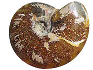 Whole Polished Ammonites with Suture Patterns, 13-15cm