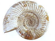 Whole White Ammonites, 13-15cm